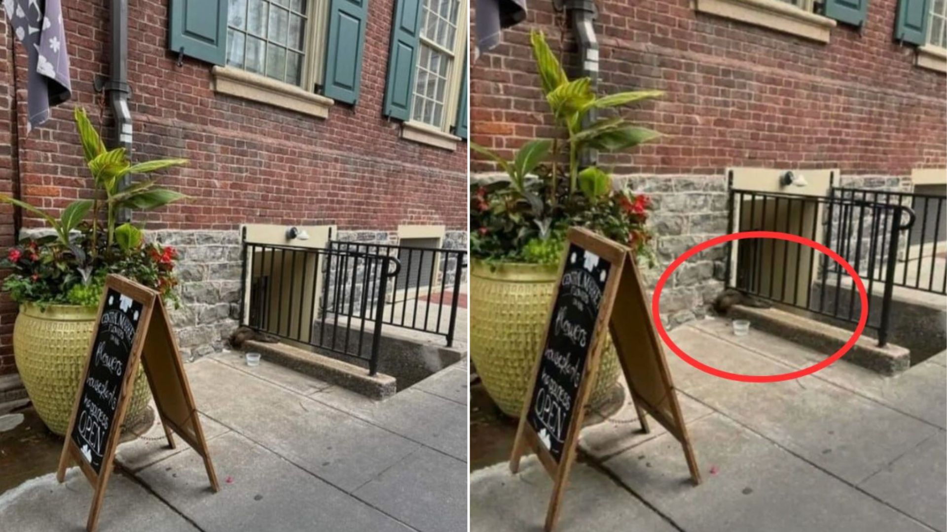 Pennsylvania Locals Stunned After Spotting Furry Visitor in Downtown Lancaster