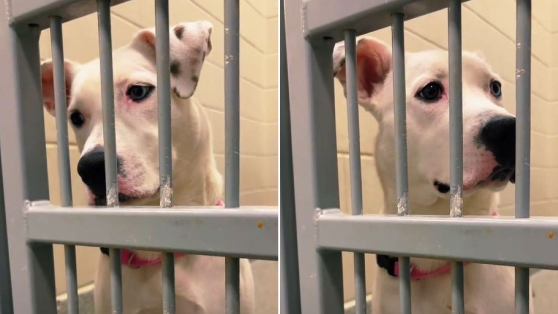dog in shelter