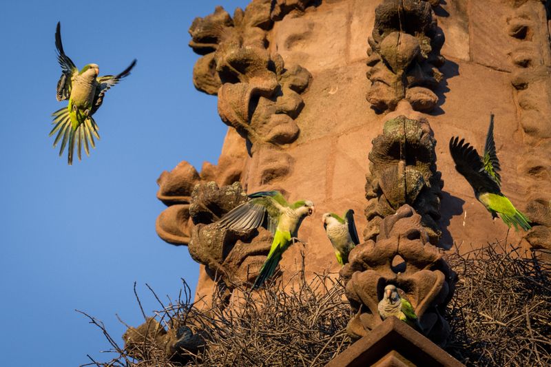 Monk Parakeet: The Feathered Immigrants
