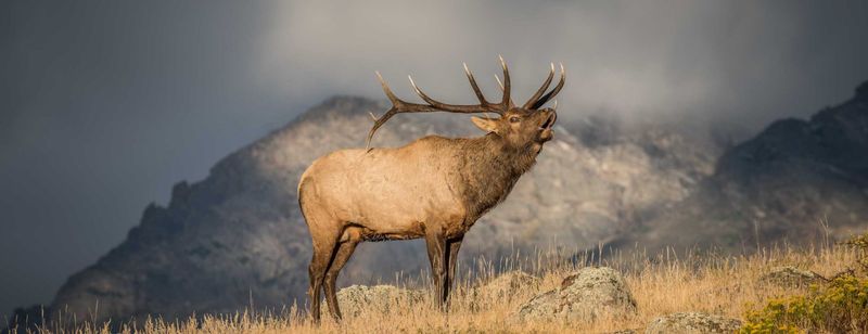 Elk: Bugling Across Expanded Ranges