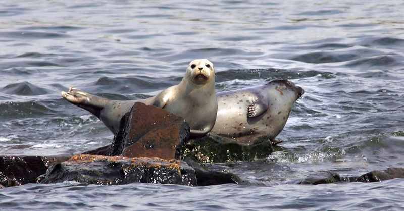 Harbor Seals: The Bronx's Marine Visitors