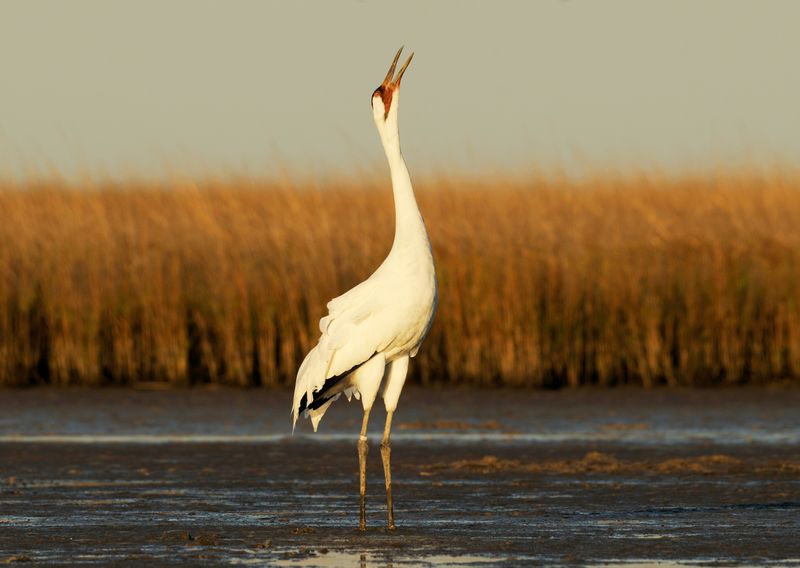 Whooping Cranes: The Necedah National Wildlife Refuge
