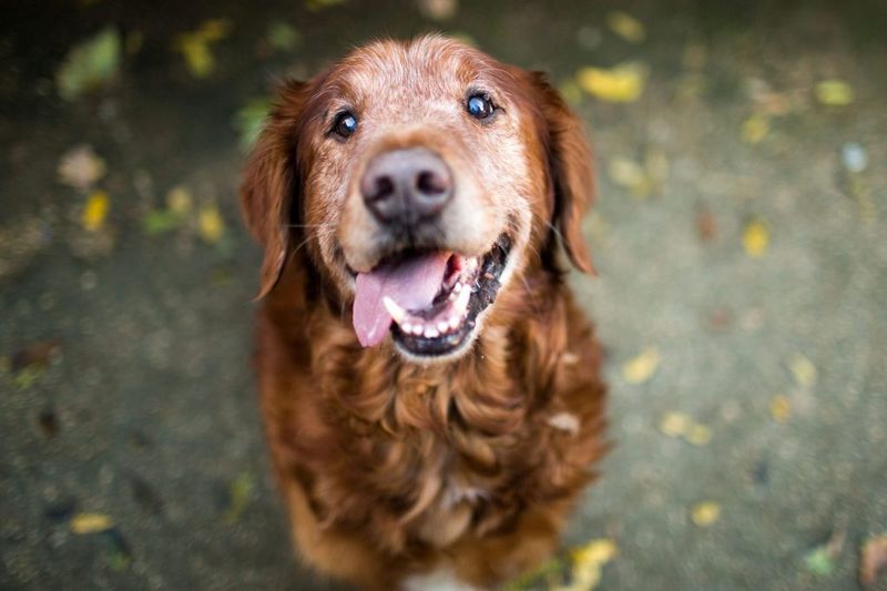 Your Adoption Saves Precious Lives