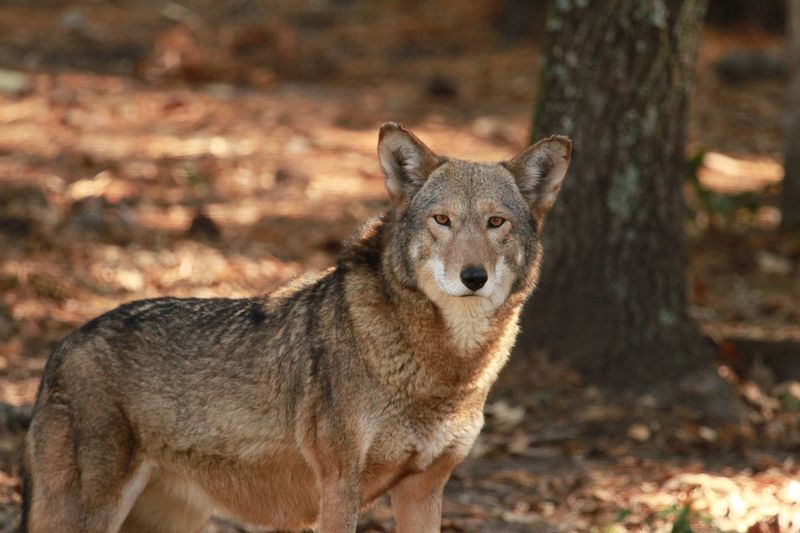 Battling Extinction's Relentless Threats