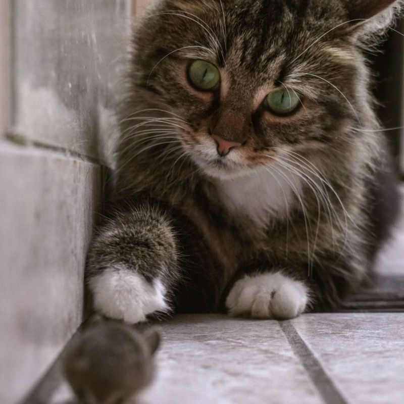 Natural Pest Controllers For Bay State Homes