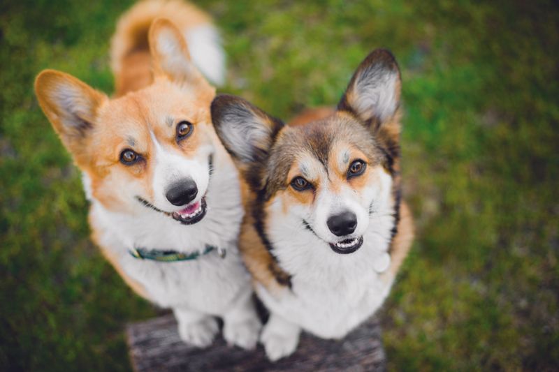Photogenic 