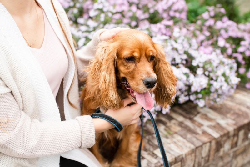 Affectionate Velcro Dogs Who Adore Their Humans