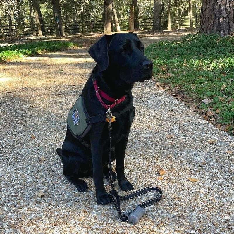 Highly Trainable & Intelligent