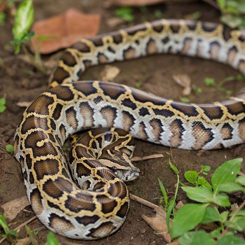 Escaped Pets Contribute To Invasive Species