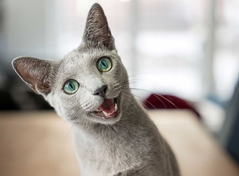 Russian Blue