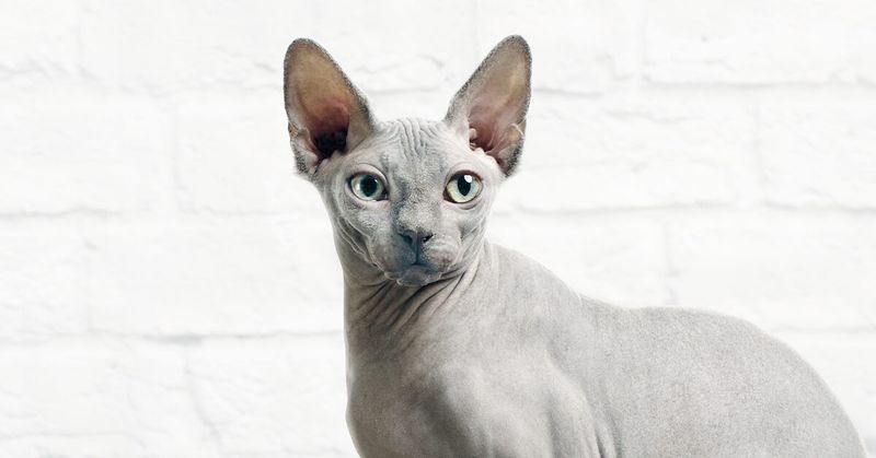 Sphynx: Naked Cats, Clothed in Expensive Policies