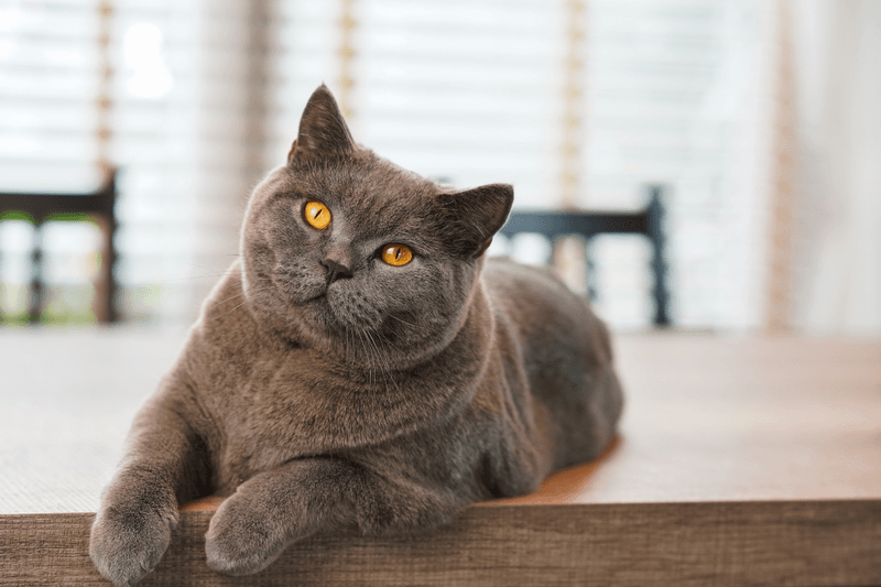 British Shorthair: The Distinguished Apartment Dweller