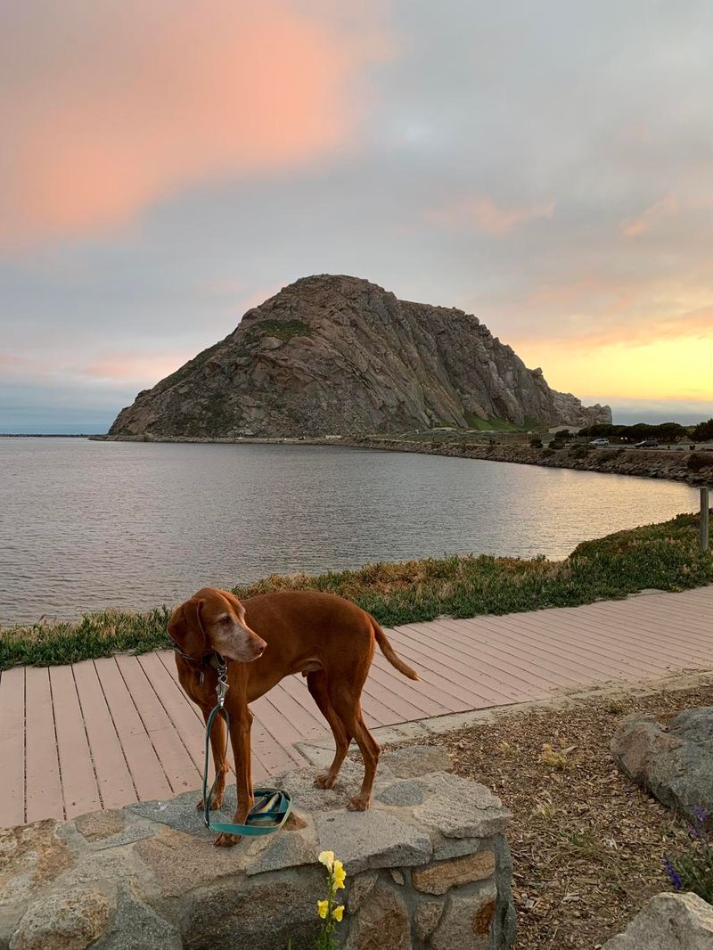 Morro Bay: Rock-Star Views And Dog-Friendly Patios