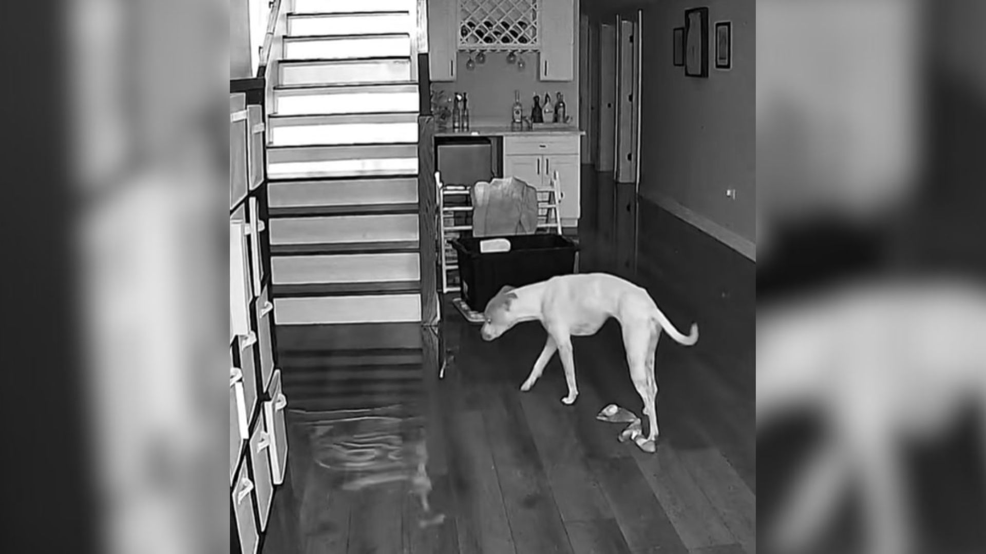 dog on camera