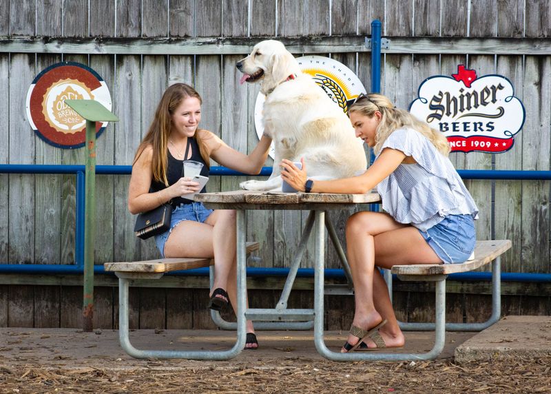 Dog-Friendly Restaurants And Cafes
