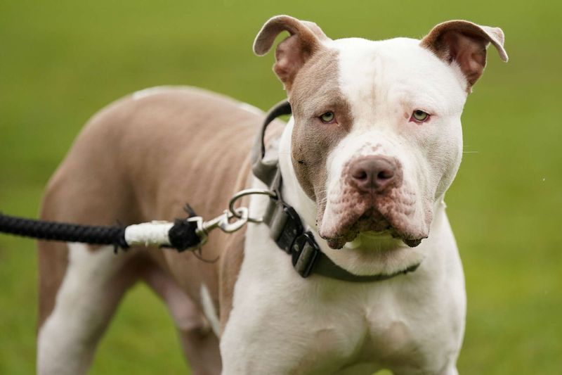 Dangerous Dogs Insurance Mandate