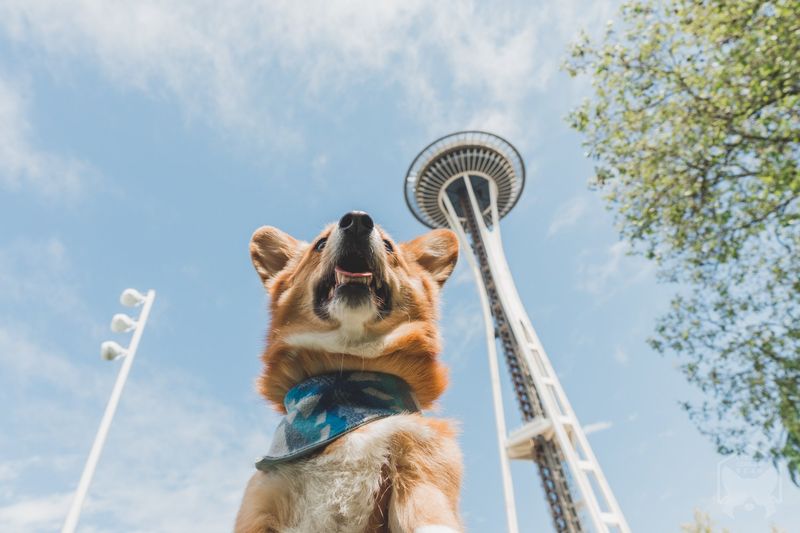Seattle's Canine Credentials