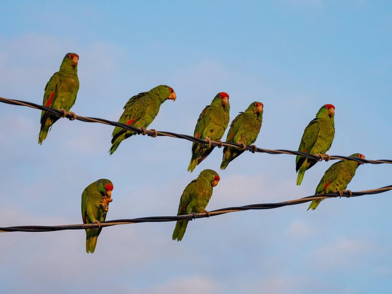 Bird Counting Regulations