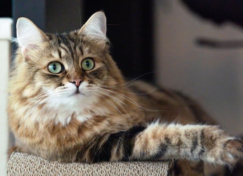 Siberian: Allergy-Friendly, Budget-Unfriendly