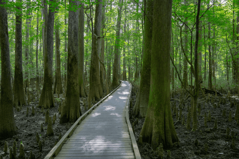 Congaree National Park (South Carolina)