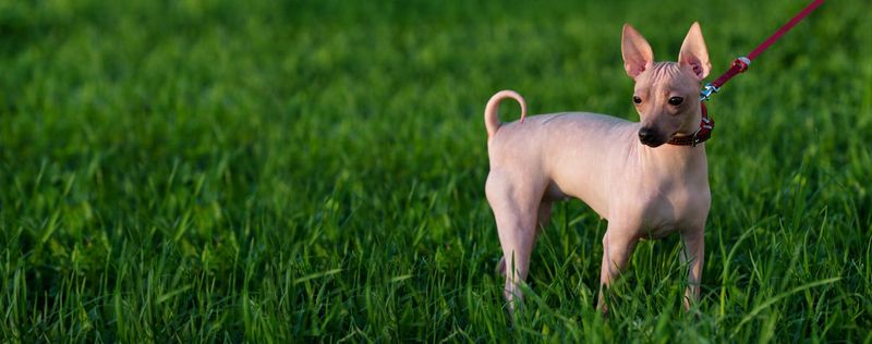 American Hairless Terrier: Nature's Sunscreen Required