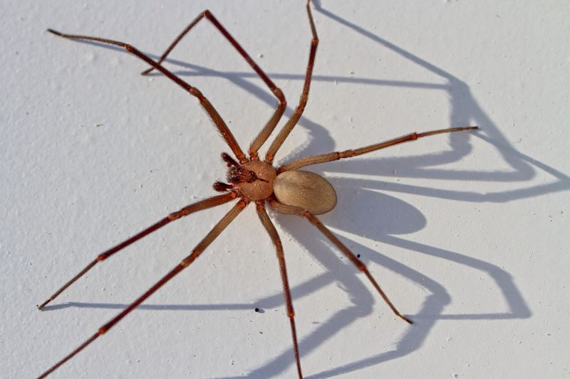 Common Locations For Brown Recluses In Illinois