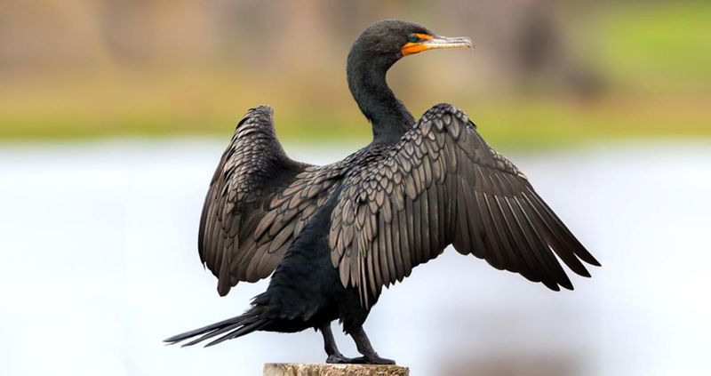Double-crested Cormorant - Serpentine Swimmer