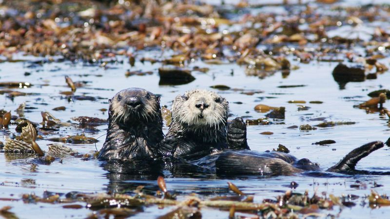Monterey Bay's Otter Paradise