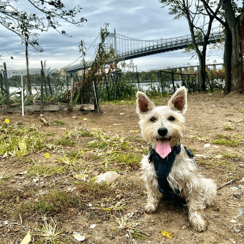 Underbridge Dog Run: Queens' Best-Kept Secret