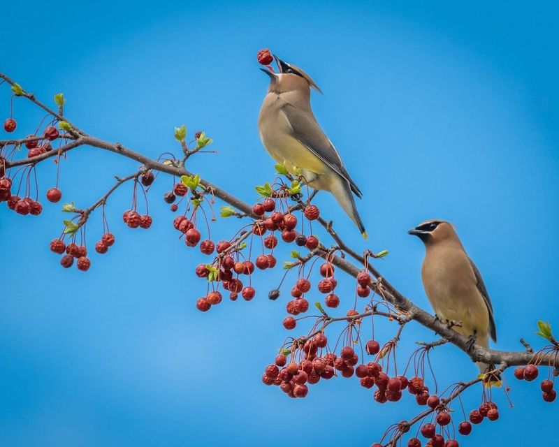 Cedar Waxwing