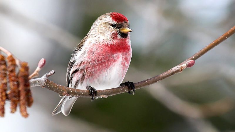 Common Redpoll (Acanthis flammea)