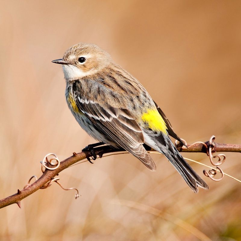 Yellow-rumped Warbler