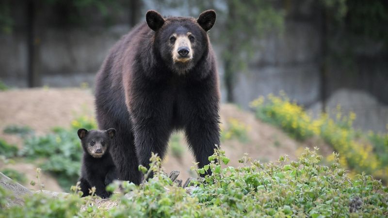 Black Bear - Berry-Loving Behemoths
