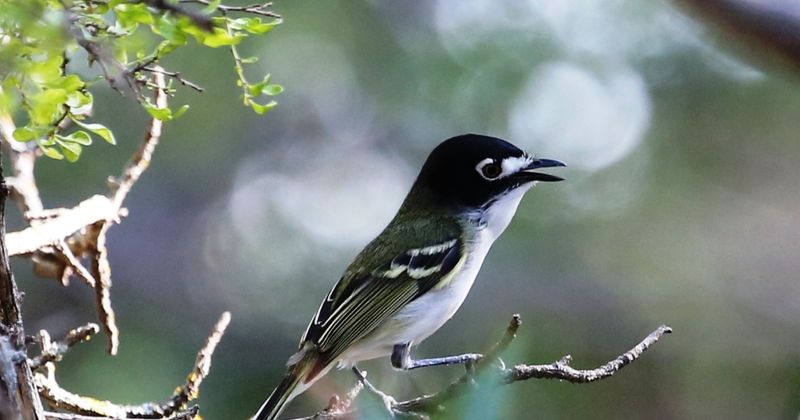 Black-capped Vireo