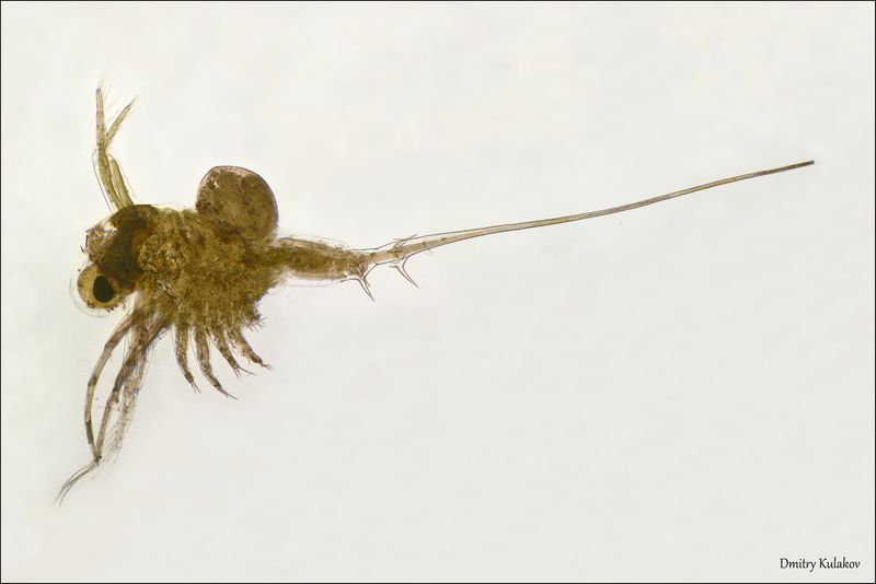 Spiny Water Flea: The Microscopic Lake Invader