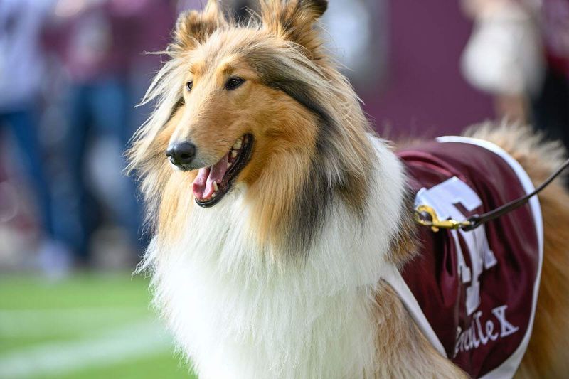 Aggie Football Fanatics