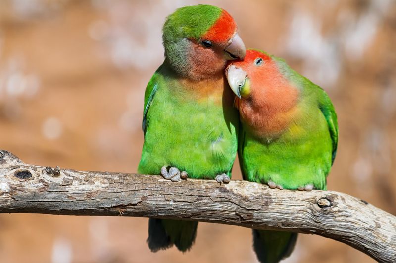 Adorable Lovebirds: Pint-Sized Partners For Life