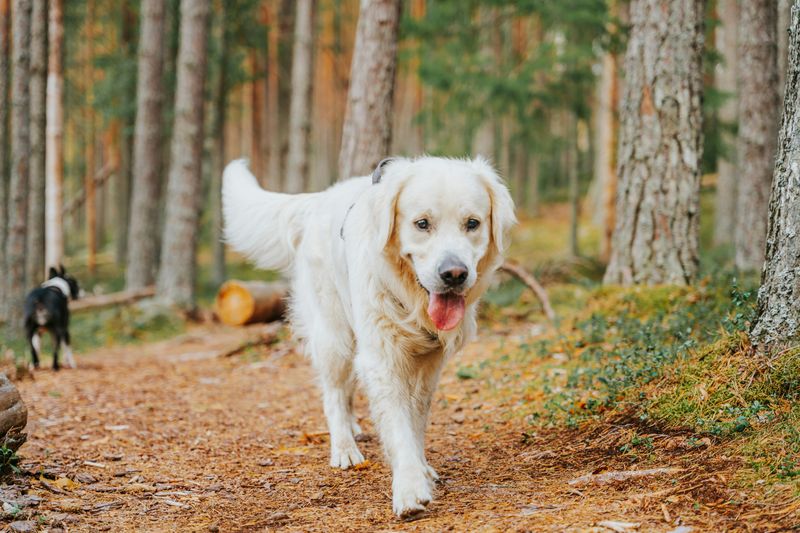 Calm And Satisfied Panting