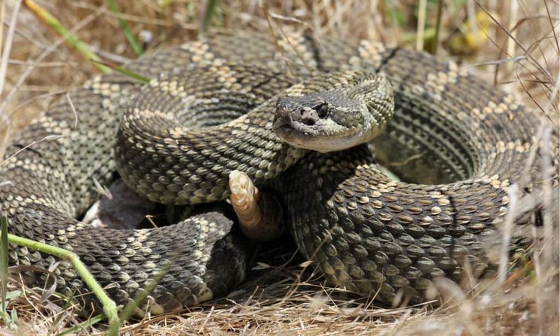 Dangerous Western Rattlesnakes