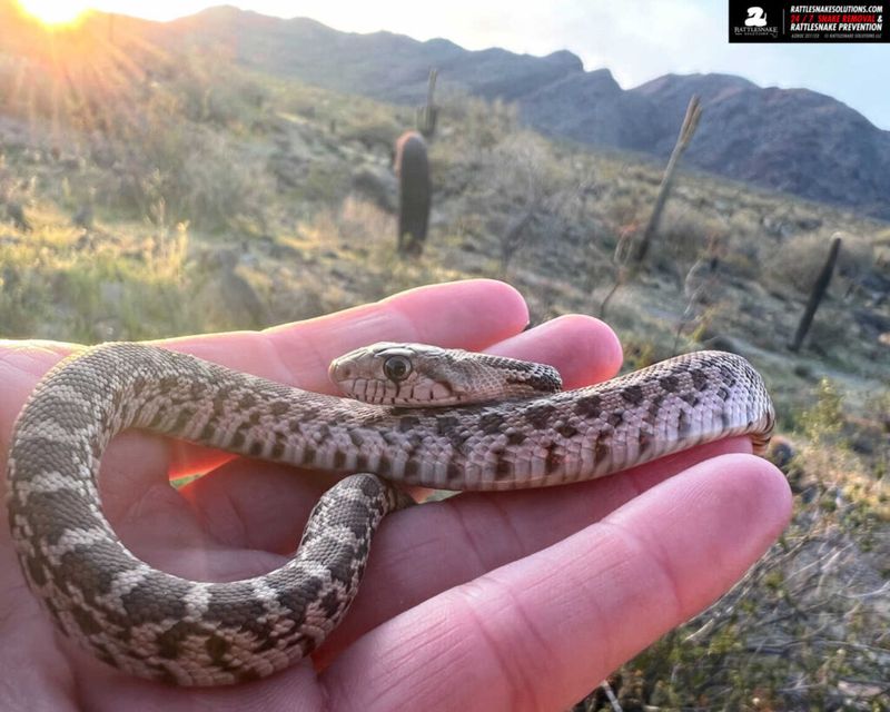 Forgetting Snakes Are Escape Artists