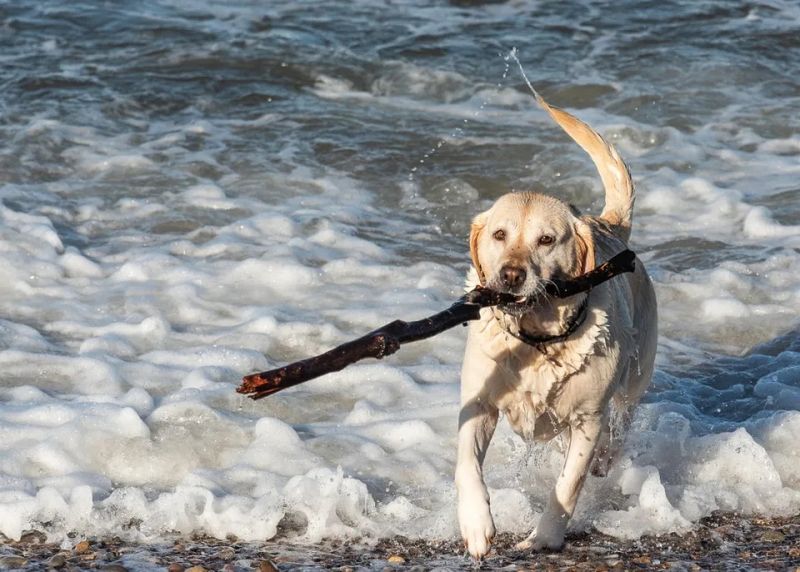 Labrador Retriever