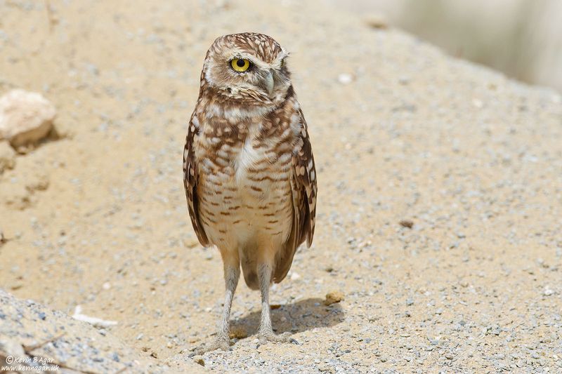 Stilt-Walkers Of The Owl World