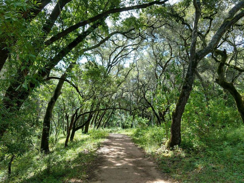 Pulgas Ridge Open Space Preserve: Woodland Adventures Await