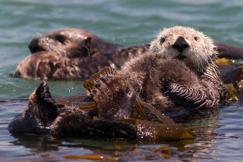 Piedras Blancas' Otter Hotspot