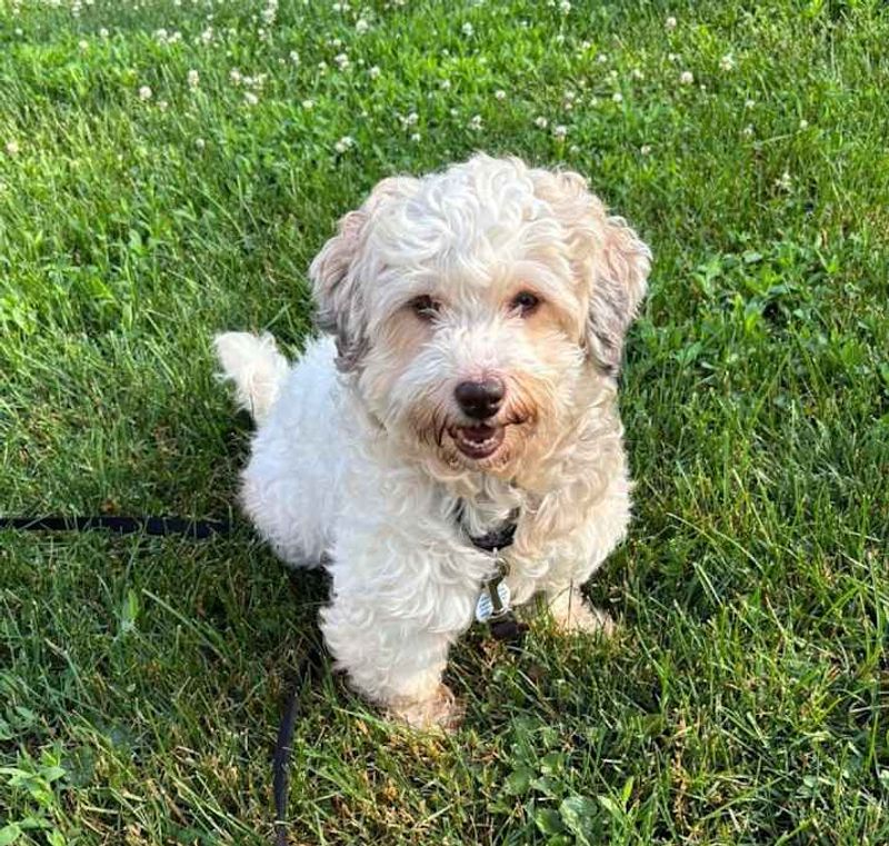 Havanese: The Velcro Companion