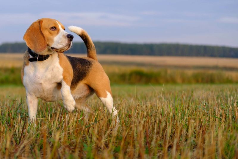 Beagle