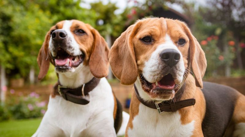 Beagle