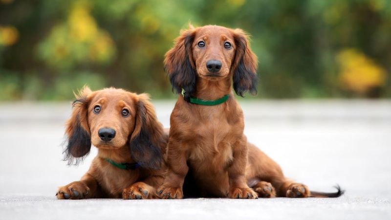 Dachshund