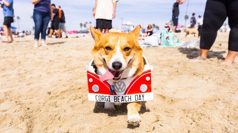 Corgi