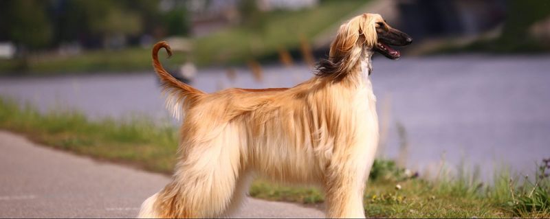 Afghan Hound